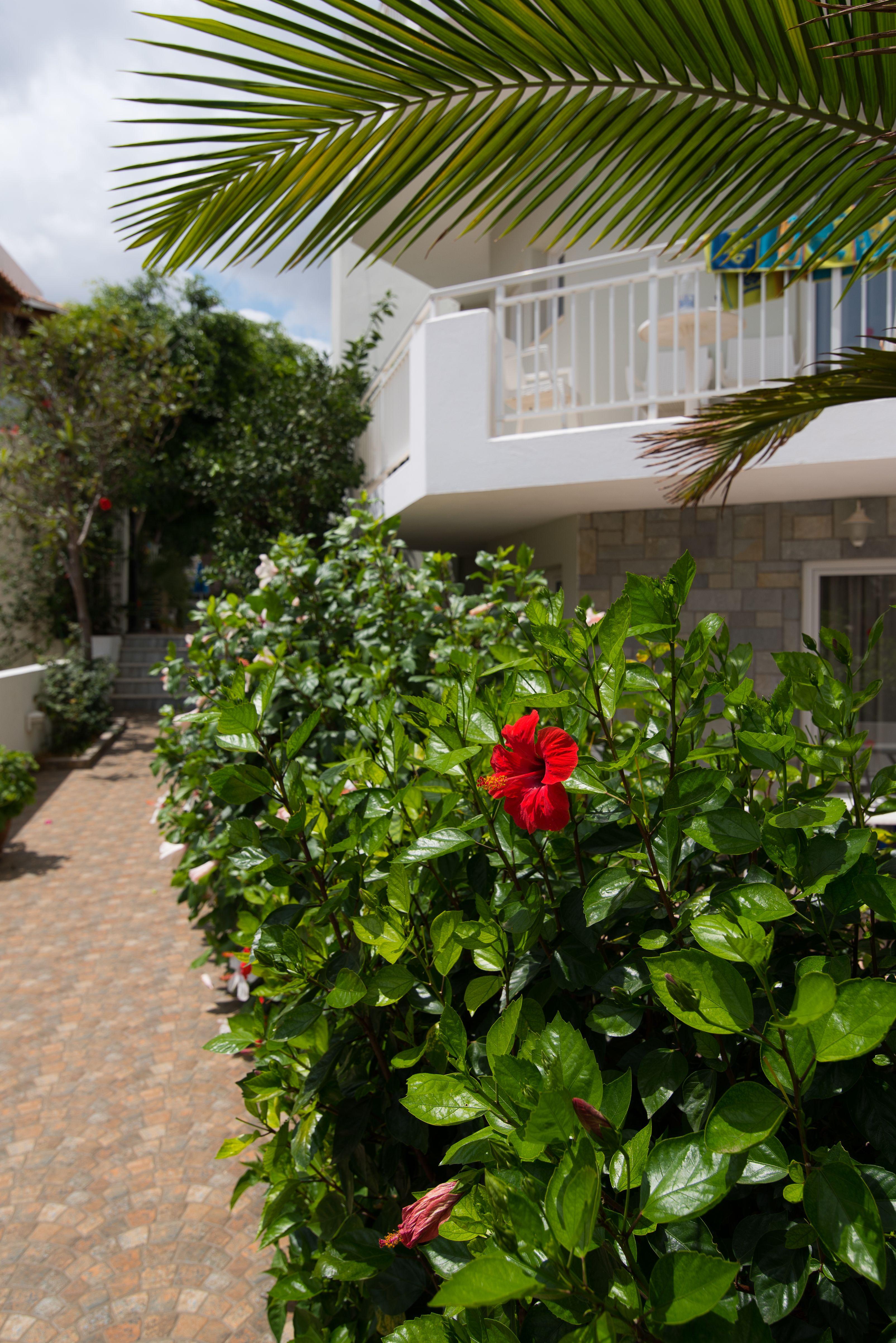 Melissa Apartments, Studios & Suites Malia Extérieur photo